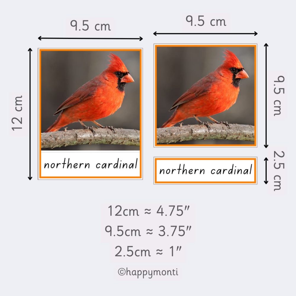 Montessori Birds of North America three-part cards with northern cardinal. Card dimensions: 12 cm x 9.5 cm full card, 9.5 cm square image, and 2.5 cm label section. Ideal for Montessori education, bird identification, and early learning activities.