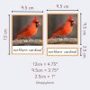 Montessori Birds of North America three-part cards with northern cardinal. Card dimensions: 12 cm x 9.5 cm full card, 9.5 cm square image, and 2.5 cm label section. Ideal for Montessori education, bird identification, and early learning activities.
